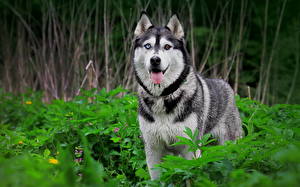 Bureaubladachtergronden Hond Siberische husky Dieren