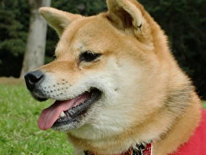 Wallpaper Dog Akita