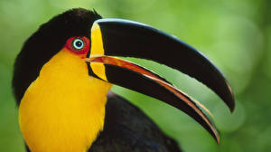 Fotos Vögel Tukane ein Tier