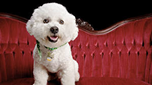 Картинки Собаки Гаванский бишон Бишон фризе