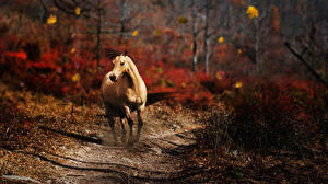 Bureaubladachtergronden Paarden een dier