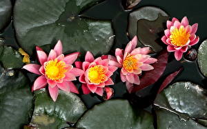 Wallpaper Water lilies