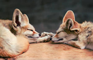 Wallpapers Foxes