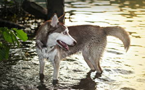 Bureaubladachtergronden Honden Siberische husky  Dieren