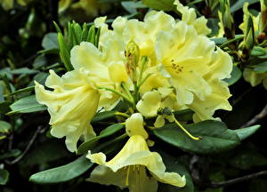 Fondos de escritorio Rhododendron flor