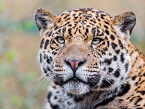 Bakgrunnsbilder Store kattedyr Jaguar