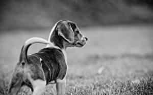 Papel de Parede Desktop Cães Beagle Filhotes Animalia