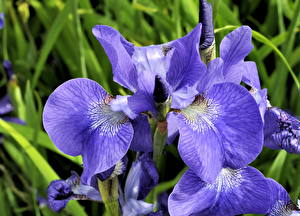 Picture Irises