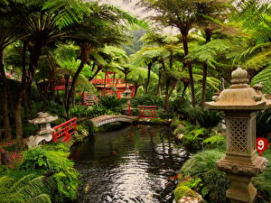 Обои для рабочего стола Сады Пруд Португалия Madeira Фуншал Ботанический сад Природа
