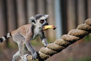 Bureaubladachtergronden Lemuren