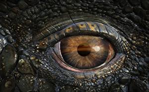 Обои Глаза морского динозавра