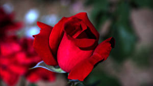 Photo Roses