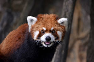 Papel de Parede Desktop Urso Panda-gigante Panda-vermelho ou panda-pequeno Animalia