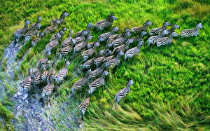 Papel de Parede Desktop Zebras animalia