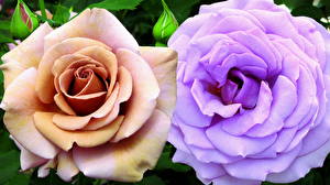 Pictures Roses