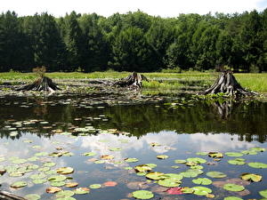 Fonds d'écran Lac USA Pennsylvania Black Moshannon State Park Nature