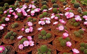 Bureaubladachtergronden Cactus bloem