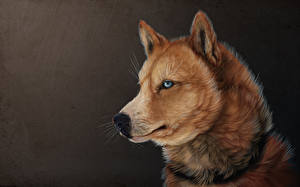 Hintergrundbilder Hunde Siberian Husky ein Tier