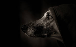 Фотография Собаки На черном фоне Овчарка Животные