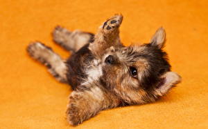 Image Dogs Yorkshire terrier Norwich terrier animal