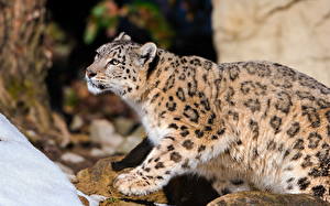 Fondos de escritorio Grandes felinos Leopardo de las nieves animales