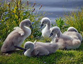 Image Bird Swan Animals