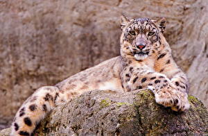 Images Big cats Snow leopards