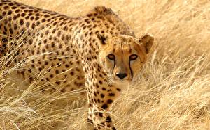 Pictures Big cats Cheetahs Animals