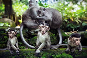 Sfondi desktop Scimmie animale