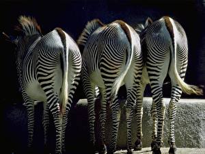 Pictures Zebras