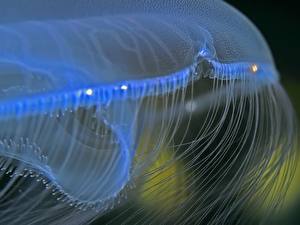 Papel de Parede Desktop Mundo subaquático Medusas Animalia