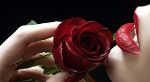 Hintergrundbilder Rose Blüte