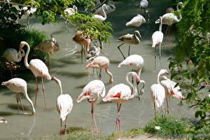 Hintergrundbilder Vogel Flamingos Tiere