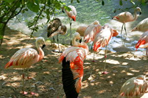 Bakgrundsbilder på skrivbordet Fåglar Flamingo Djur