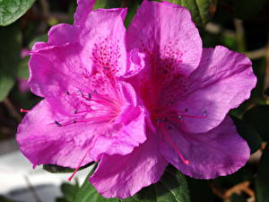 Fondos de escritorio Rhododendron Flores