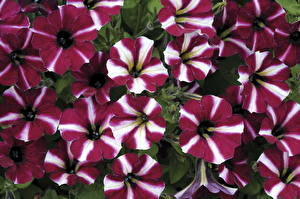 Bakgrundsbilder på skrivbordet Petuniasläktet Blommor