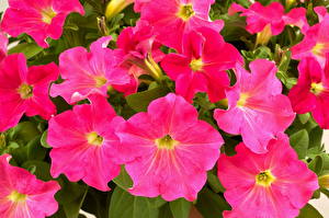 Bakgrundsbilder på skrivbordet Petuniasläktet Ray Candy Blommor