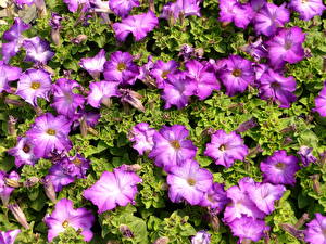 Hintergrundbilder Petunien Blumen