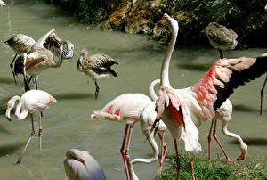 Bakgrundsbilder på skrivbordet Fågel Flamingo Djur
