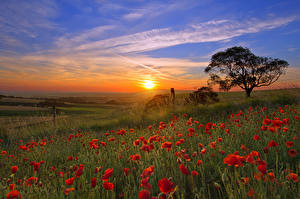 Sfondi desktop Albe e tramonti Papaver Campo agricolo Cielo Il Sole Natura