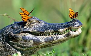 Picture Crocodiles