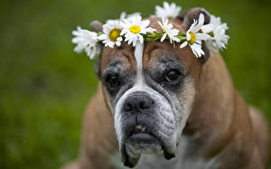 Sfondi desktop Cane Boxer (cane) Bulldog  animale