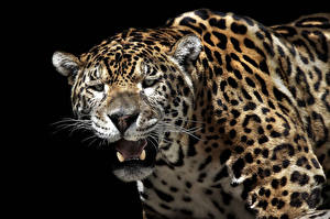 Fotos Große Katze Jaguar ein Tier
