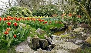 Tapety na pulpit Ogród Tulipan Keukenhof Flowershow Lisse przyroda