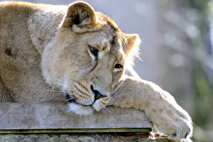 Bakgrunnsbilder Store kattedyr Løver Løvinne