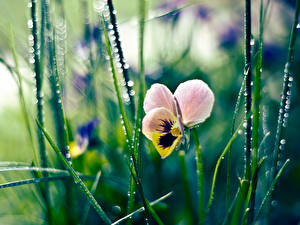 Pictures Viola tricolor Flowers