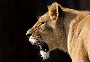 Pictures Big cats Lion Lioness animal