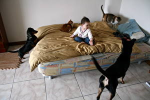 桌面壁纸，，犬，床，腊肠犬，，儿童