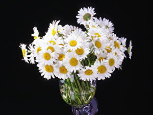 Bakgrundsbilder på skrivbordet Kamomill Blomsterbukett Blommor