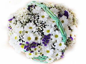 Sfondi desktop Camomilla Bouquet fiore